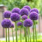 Aglio decorativo - Gladiator - Allium Gladiator