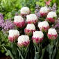 Tulp Ice Cream - pakket van 5 stuks - Tulipa Ice Cream