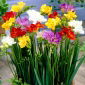 Freesia - Double Mix - pacchetto di 10 pezzi