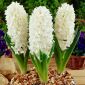 הייאקינתוס איאולוס - יקינתון אייולוס - 3 בצל - Hyacinthus
