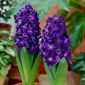 Hyacinthus Blue Magic - Hyacint Blue Magic - 3 cibuľky