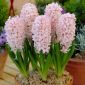 Jacinto - China Pink - paquete de 3 piezas - Hyacinthus