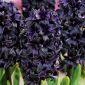 Hyacinthus Dark Dimension - Hyacinth Dark Dimension - กระเปาะ / หัว / ราก