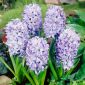 Hyacinthus Sky Jacket - Hyacinth Sky Jacket - 3 bulbs