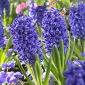 Jácint - Blue Jacket - csomag 3 darab - Hyacinthus