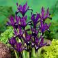 Iris Botanical Purple Gem - 10 bulbs