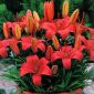 Lilium, Lily Sweet Lord - bulb / tuber / rădăcină - Lilium Sweet Lord