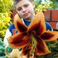 Tree Lily Lilium Red Morning