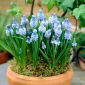Muscari azureum - Grape Hyacinth azureum - 10 bulbs