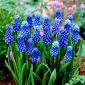 Muscari Dark Eyes - Ochiul închis de sâmburi de struguri - 5 bulbi
