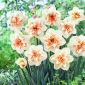 Narcissus Delnashaugh - Daffodil Delnashaugh - 5 bulbi