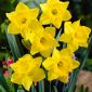 Narcissus Golden Harvest - Narcis Golden Harvest - 5 kvetinové cibule