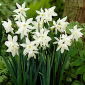 Narcissus Thalia - Daffodil Thalia - 5 bulbi