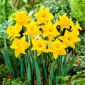 Narcissus Unsurpassable - Daffodil Unsurpassable - 5 bulbi
