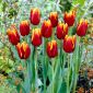 チューリップアブハッサン - チューリップアブハッサン -  5球根 - Tulipa Abu Hassan