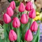 Tulipa Don Quichotte - Tulip Don Quichotte - 5 bulbs