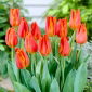 Fidelio Lale - Lale Fidelio - 5 soğan - Tulipa Fidelio