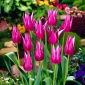 Tulipa Maytime - Tulipán Maytime - 5 květinové cibule