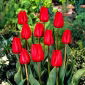 Tulipa Bastogne - Tulpe Bastogne - 5 Zwiebeln