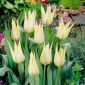 Tulipan Saporro - pakke med 5 stk - Tulipa Saporro