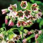 Siciliana usturoi - 5 bulbi - Allium siculum