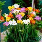 Freesia Single Mix - 10 bulbi