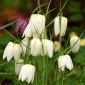 Mocsári kockásliliom - Alba - csomag 5 darab - Fritillaria Meleargis Alba