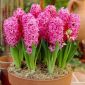Kerti jácint - Pink Pearl - csomag 3 darab - Hyacinthus orientalis