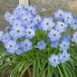 Ipheion - Rolf Fiedler - pacchetto di 10 pezzi - Ipheion uniflorum