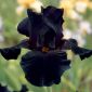 Iris germanica Black Night - กระเปาะ / หัว / ราก