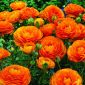 ラナンキュラス、キンポウゲオレンジ -  10球根 - Ranunculus