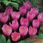 Crocus, Krokus Zonatus - 10 Zwiebeln