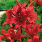 Lilijas Āzijas sarkans - Lilium 