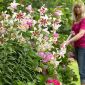 Taglilie Lilium Altari