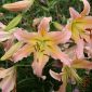 Baumlilie Lilium Elusive