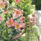 Baumlilie Lilium On Stage