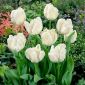 Tulipa alb papagal - Tulip alb papagal - 5 bulbi - Tulipa White Parrot