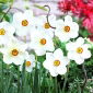 Narcissus Actaea - Daffodil Actaea - 5 bulbs