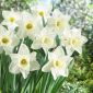 Narcissus Mount Hood - Daffodil Mount Hood - 5 bulbs