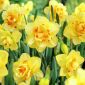 Narcissus Tahiti - Daffodil Tahiti - 5 หลอด