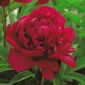 Paeonia, Peony Madame Gaaudichau