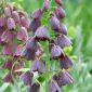 Fritillaria persica - fritillary เปอร์เซีย - หัว / หัว / ราก