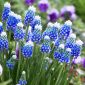 Muscari - Mount Hood - csomag 5 darab