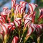 Ossalidi - Versicolor - pacchetto di 2 pezzi - Oxalis