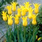 Tulipa West Point - Tulip West Point - 5 bulbs
