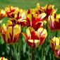 チューリップエルシド - チューリップエルシド -  5球根 - Tulipa El Cid