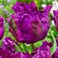 Tulipán Negrita Parrot - csomag 5 darab - Tulipa Negrita Parrot