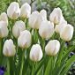 Tulipa City Of Vancouver - Tulip City Of Vancouver - 5 bulbs