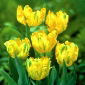 Tulipa Texas Gold - Tulip Texas Gold - 5 bulbs