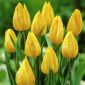 Hoa tulip - Hoa tulip - 5 củ - Tulipa Yokohama